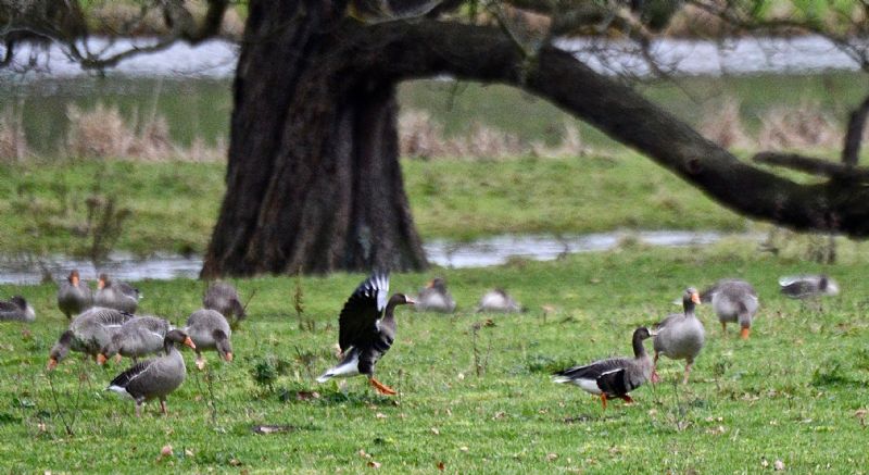 White-fronted Goose - 26-12-2020