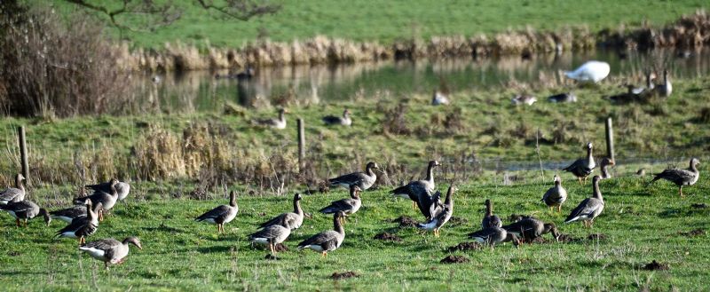 White-fronted Goose - 28-12-2020