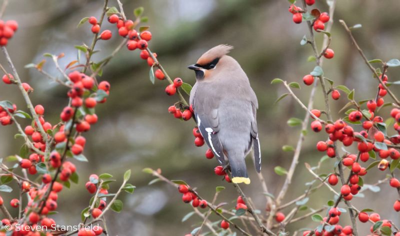 Waxwing - 02-01-2021