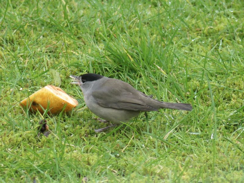 Blackcap - 07-01-2021