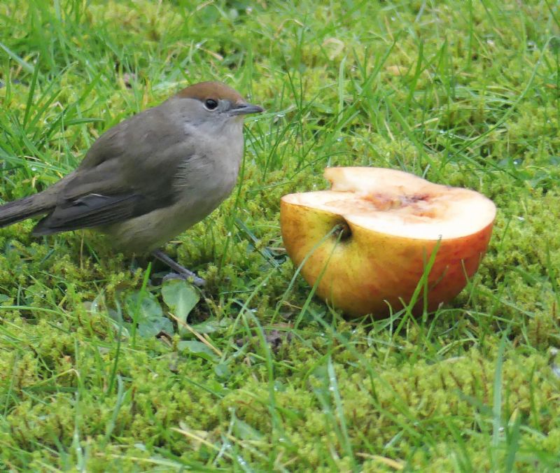 Blackcap - 07-01-2021