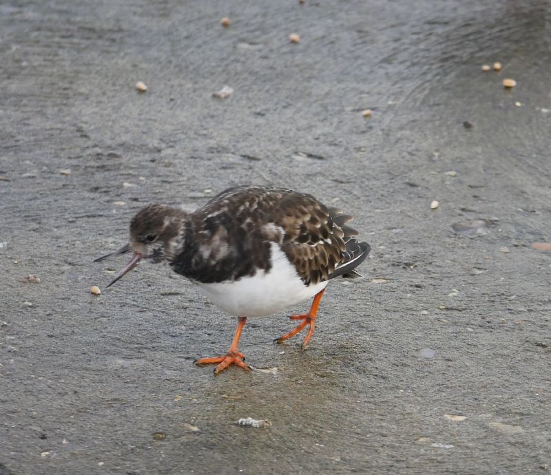 Turnstone - 10-01-2021