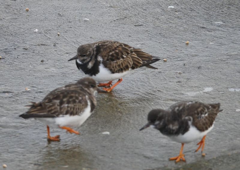 Turnstone - 10-01-2021