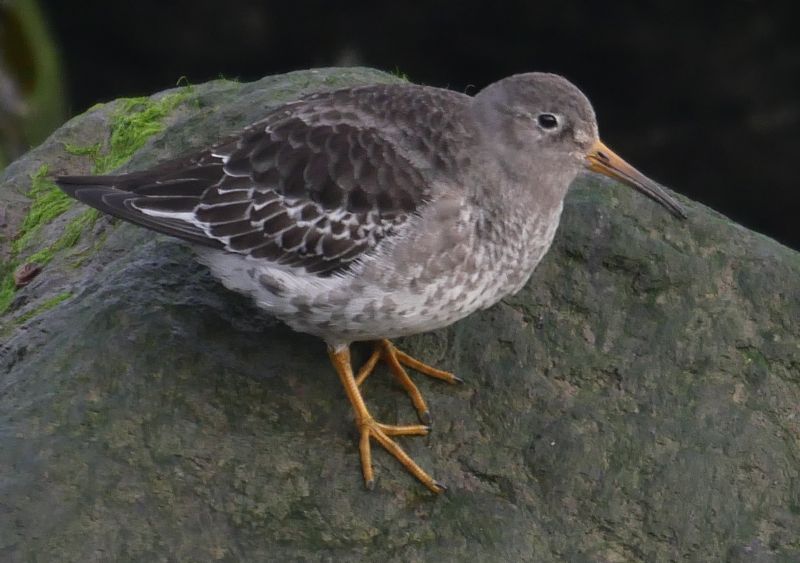 Purple Sandpiper - 10-01-2021