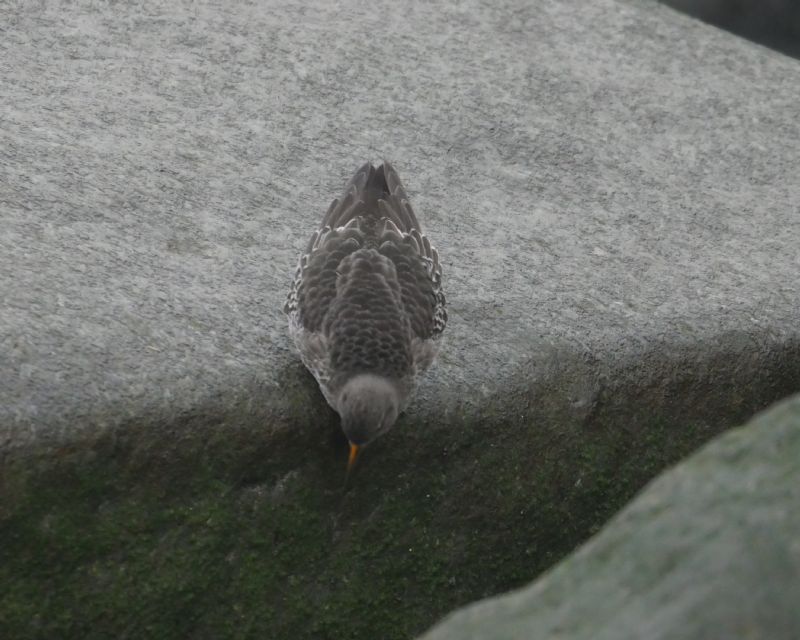 Purple Sandpiper - 10-01-2021