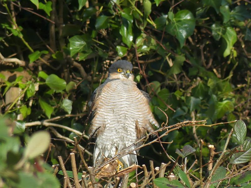 Sparrowhawk - 11-01-2021