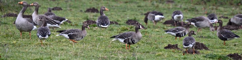 White-fronted Goose - 13-01-2021