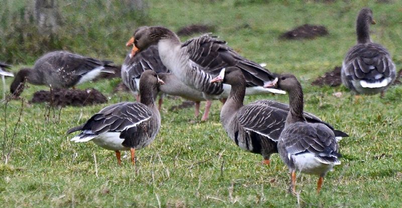 White-fronted Goose - 13-01-2021