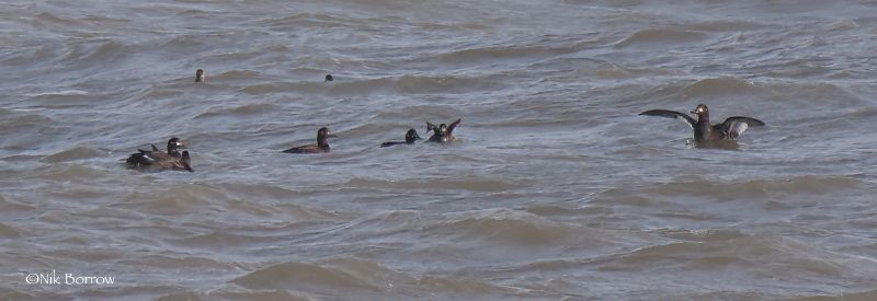 Velvet Scoter - 25-01-2021