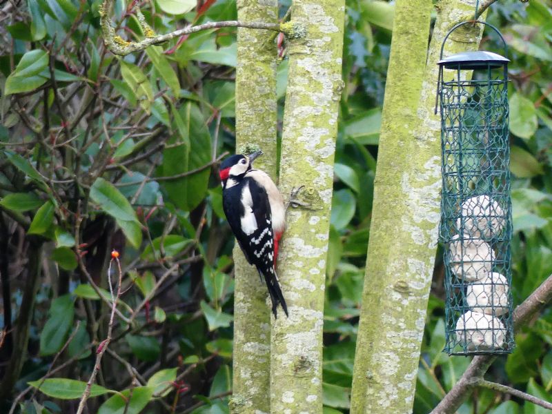 Great Spotted Woodpecker - 10-02-2021