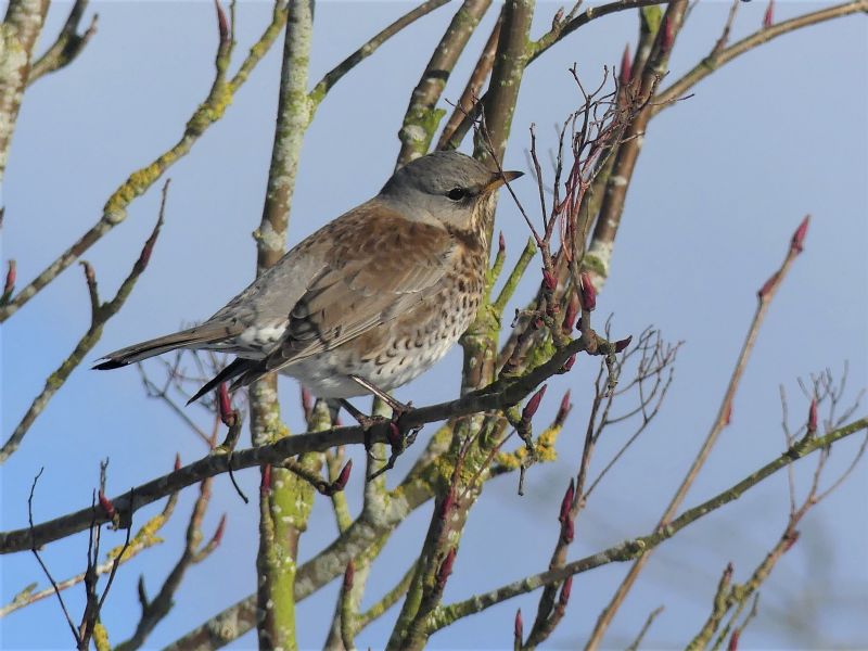 Fieldfare - 10-02-2021