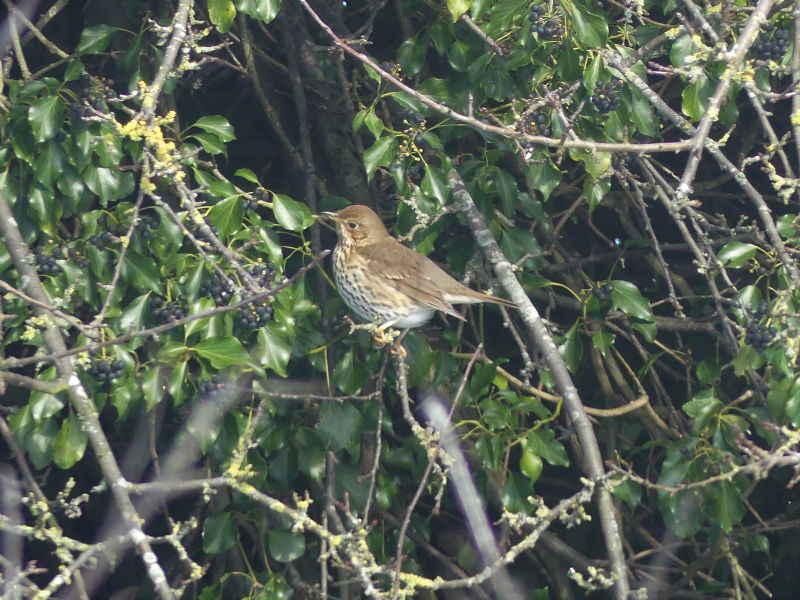 Song Thrush - 10-02-2021