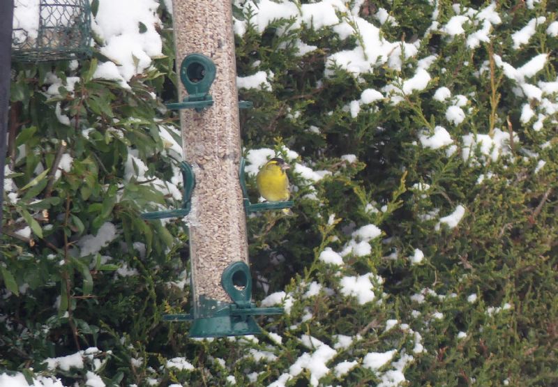 Siskin - 10-02-2021