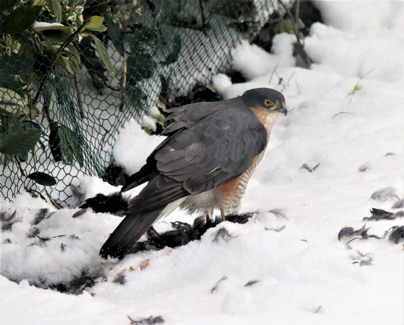 Sparrowhawk - 10-02-2021