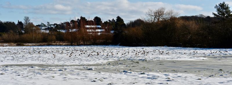 Curlew - 11-02-2021