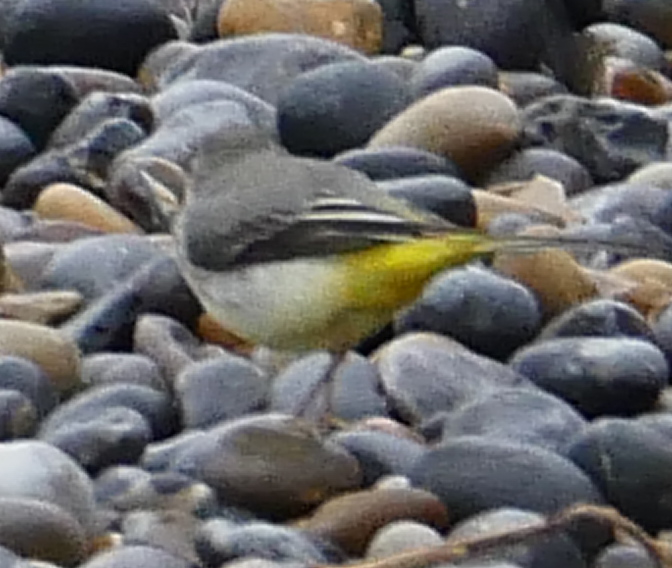 Grey Wagtail - 17-02-2021