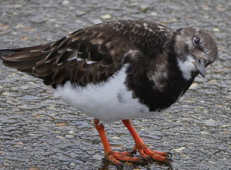 Turnstone - 17-02-2021