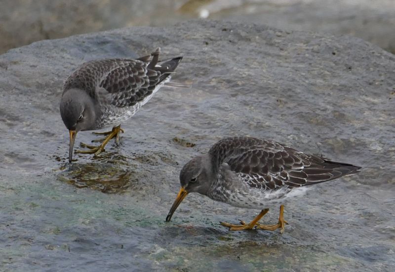 Purple Sandpiper - 17-02-2021