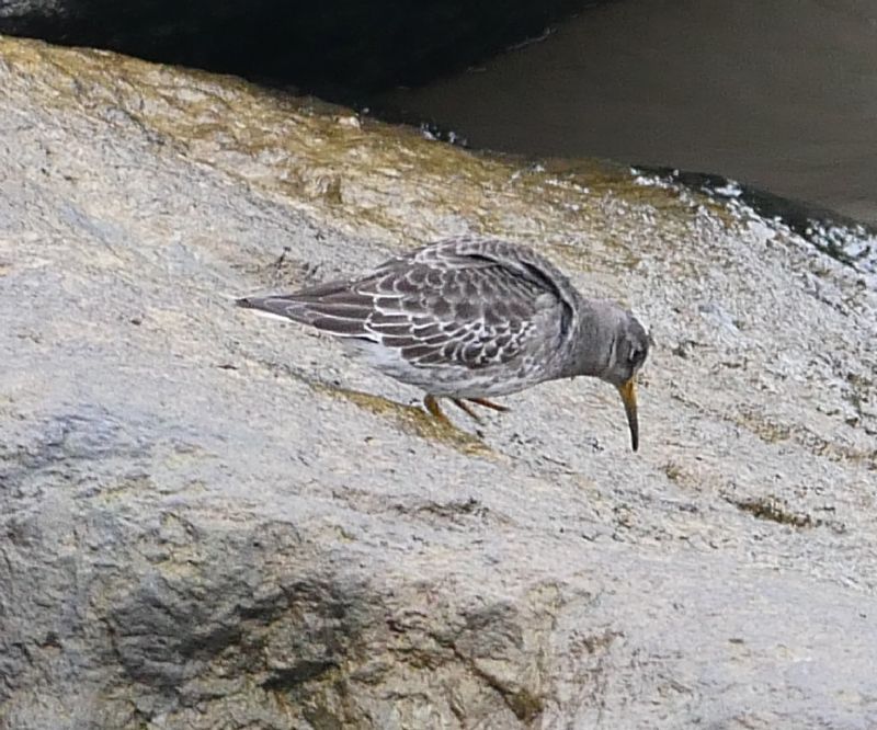 Purple Sandpiper - 17-02-2021