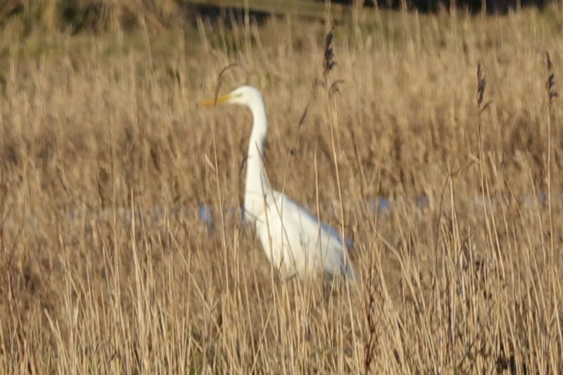 Great White Egret - 18-02-2021