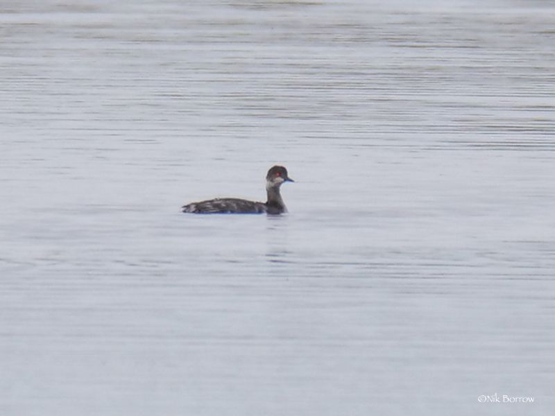 Black-necked Grebe - 21-02-2021