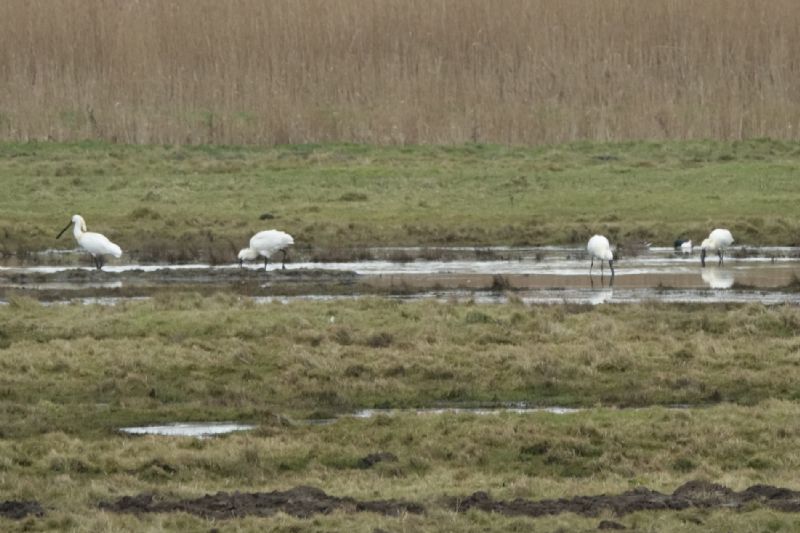 Spoonbill - 21-02-2021