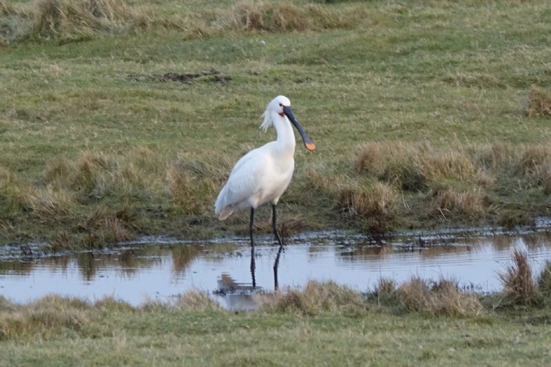 Spoonbill - 21-02-2021