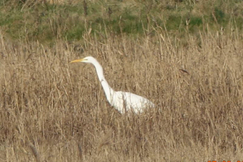 Great White Egret - 27-02-2021