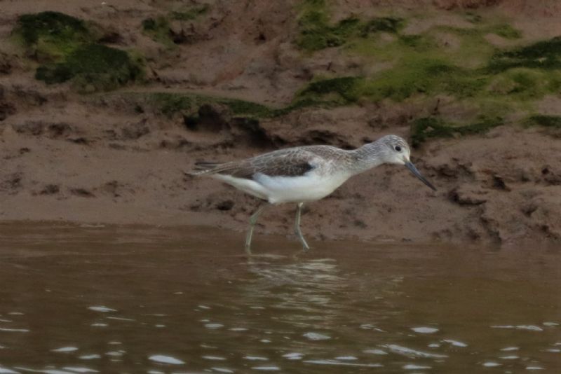 Greenshank - 25-02-2021