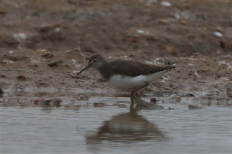 Green Sandpiper - 03-03-2021