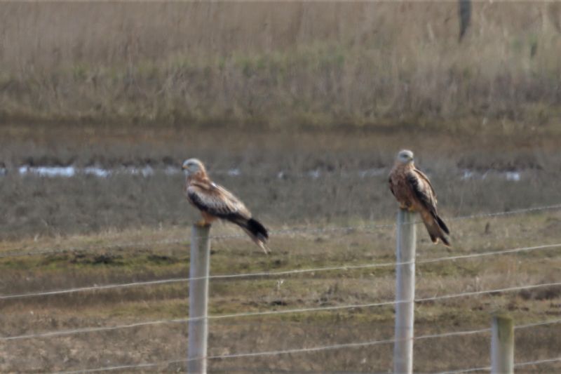 Red Kite - 06-03-2021