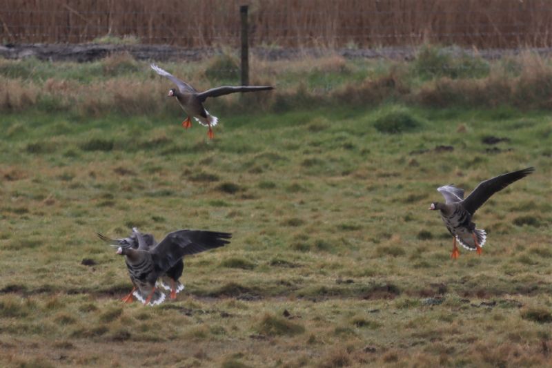 White-fronted Goose - 04-03-2021