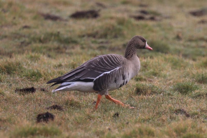 White-fronted Goose - 04-03-2021