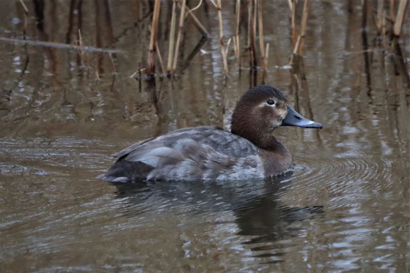 Pochard - 04-03-2021