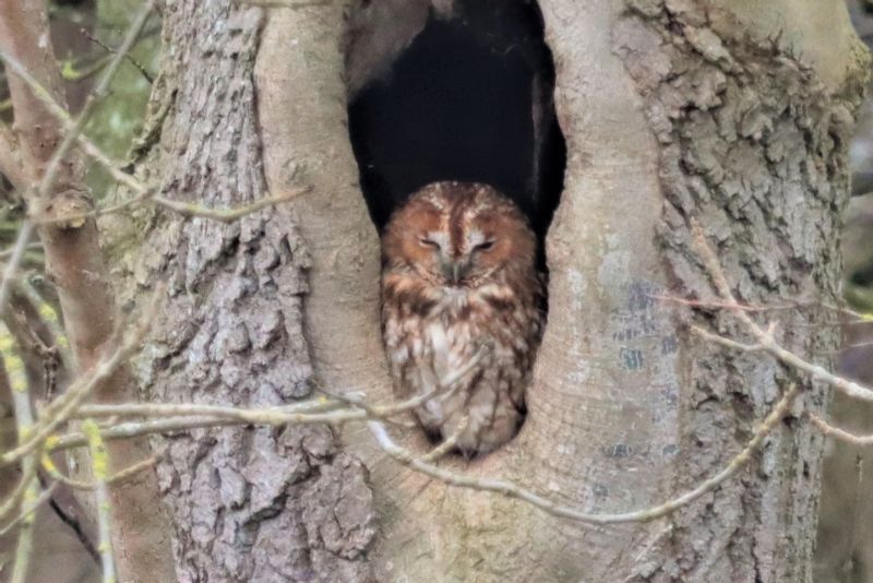 Tawny Owl - 21-02-2021