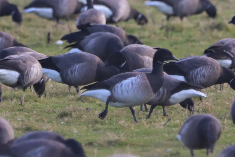 Pale-bellied Brent Goose - 05-03-2021