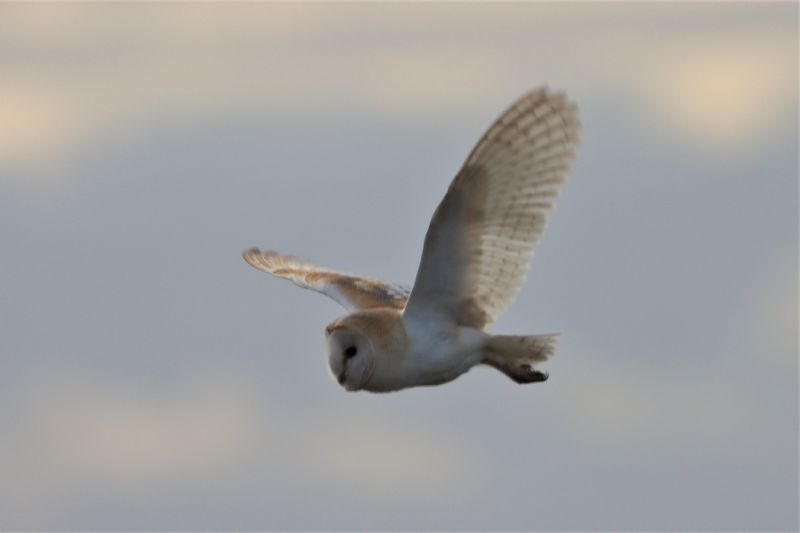 Barn Owl - 05-03-2021