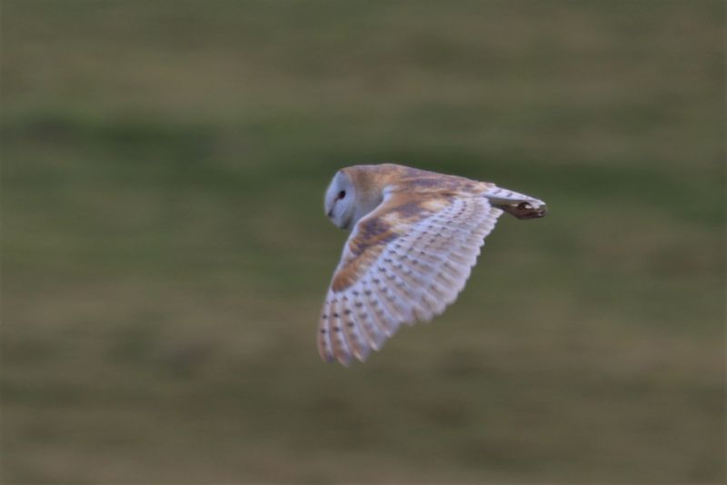 Barn Owl - 05-03-2021