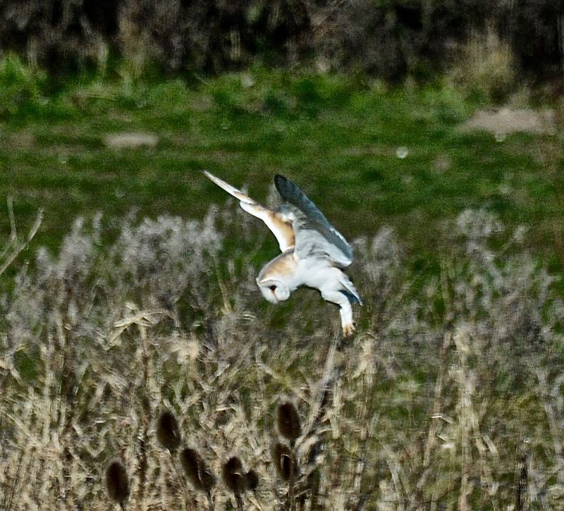 Barn Owl - 07-03-2021