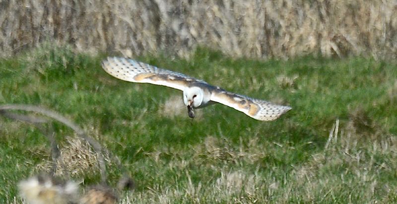 Barn Owl - 07-03-2021