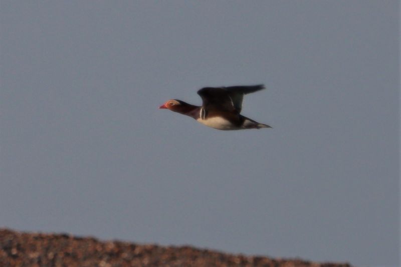 Mandarin Duck - 13-03-2021