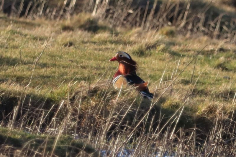 Mandarin Duck - 13-03-2021