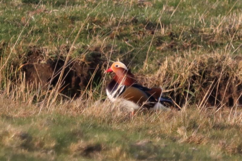 Mandarin Duck - 13-03-2021