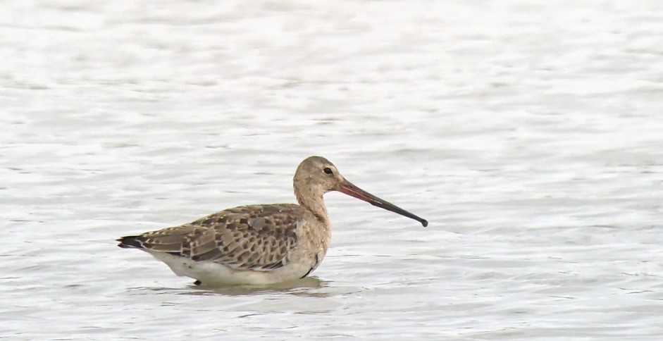 Black-tailed Godwit (European) - 17-08-2026