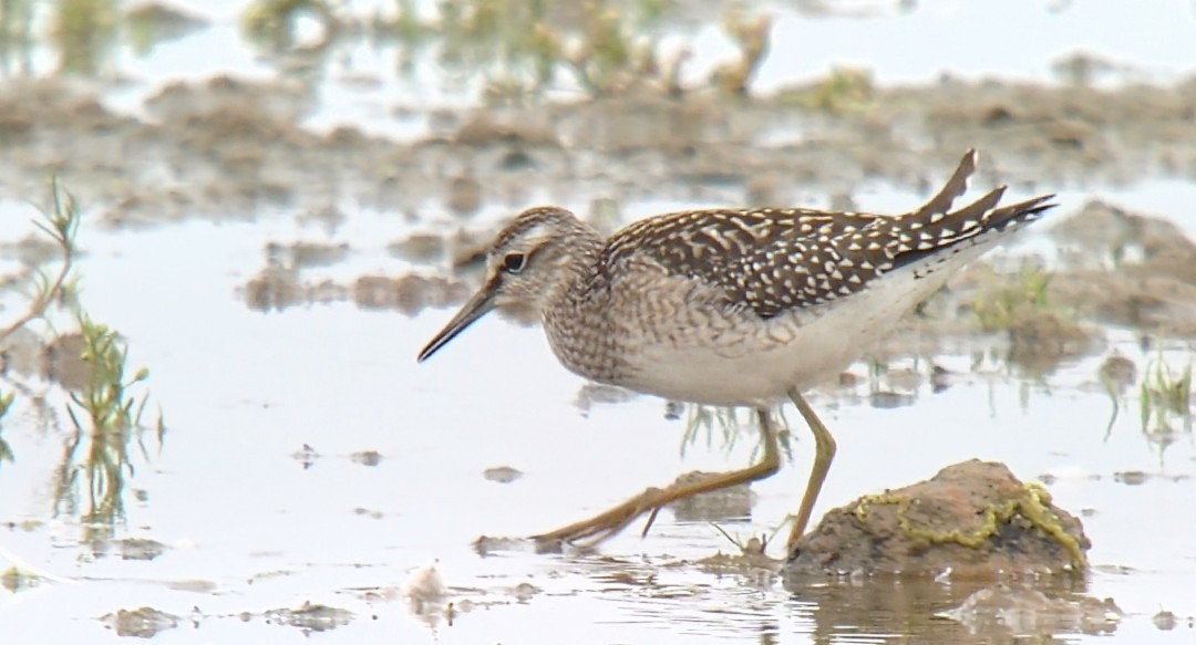 Wood Sandpiper - 17-08-2026