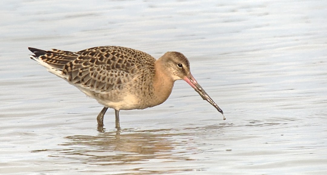 Black-tailed Godwit (Icelandic) - 17-08-2026