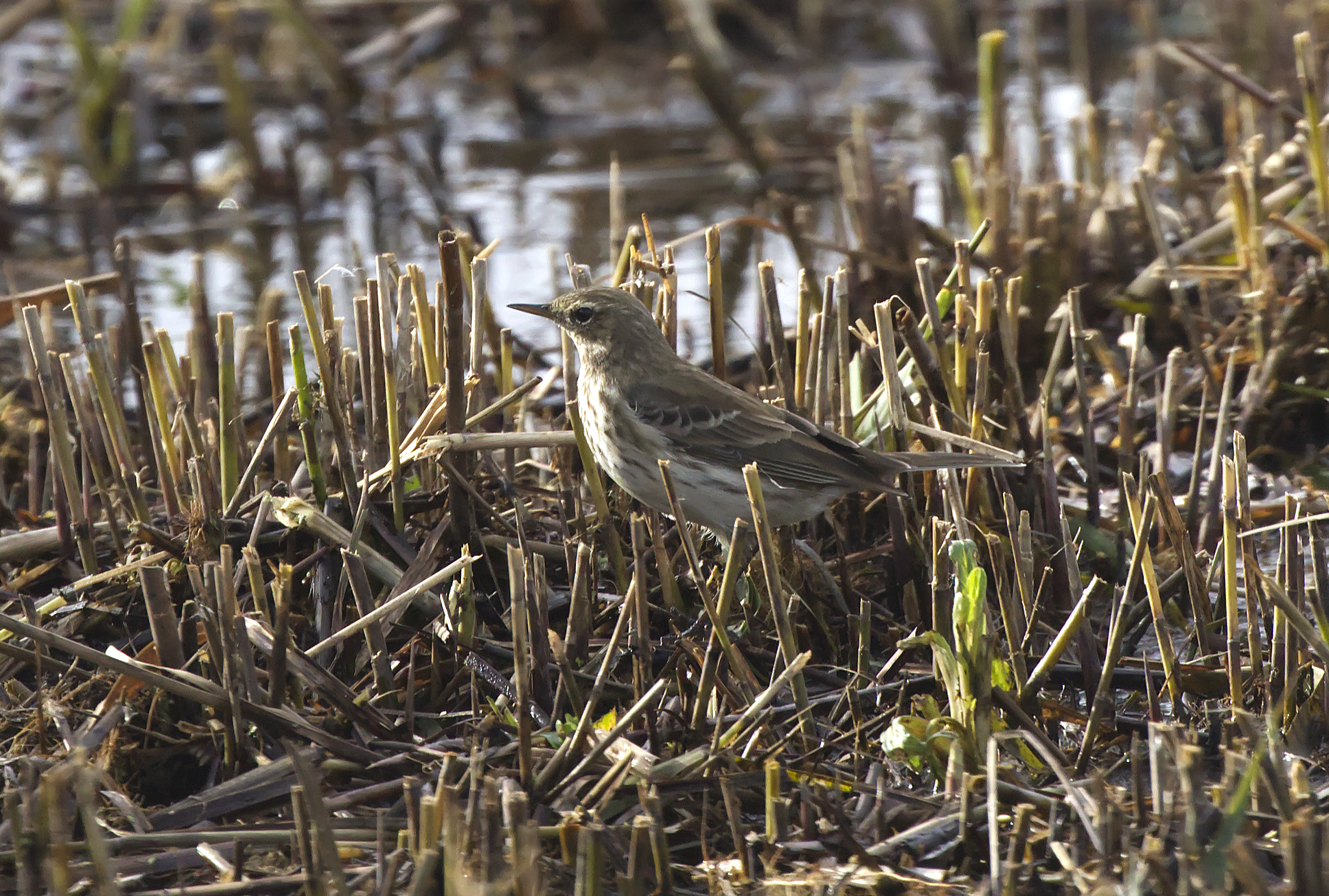 Rock Pipit - 03-11-2021