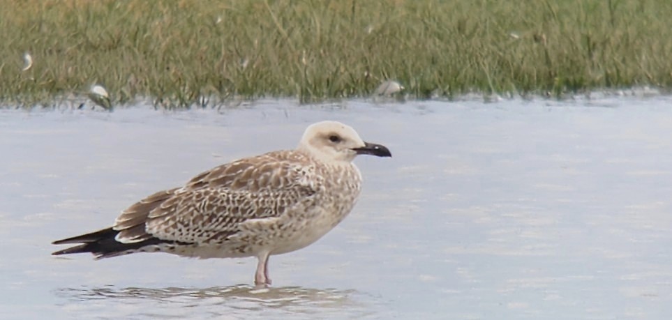 Caspian Gull - 17-08-2026