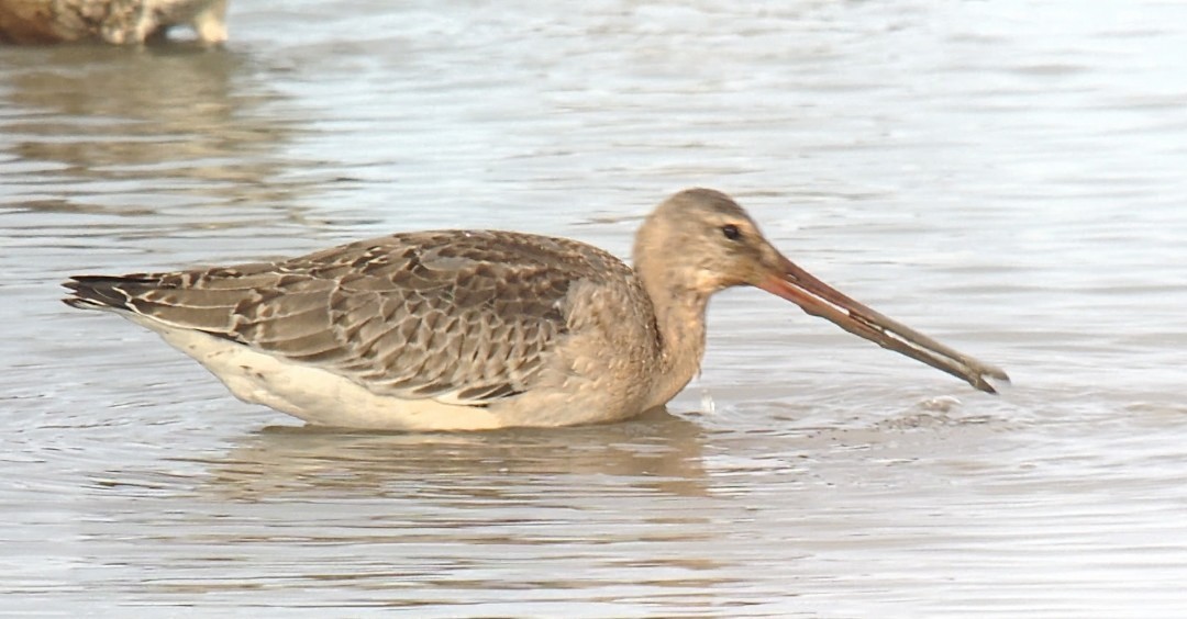 Black-tailed Godwit (European) - 18-08-2026