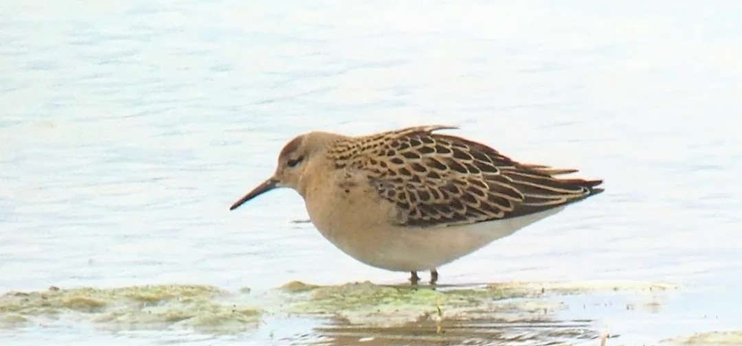 Ruff - 18-08-2026